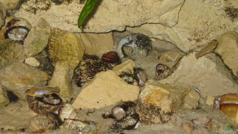 Linke Seite von Maclya (5)