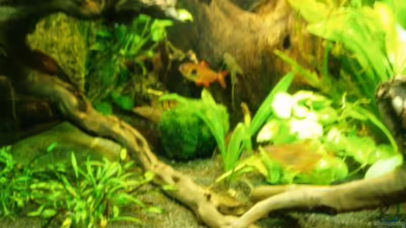 linke Seite von MADNESS1.0 (11)