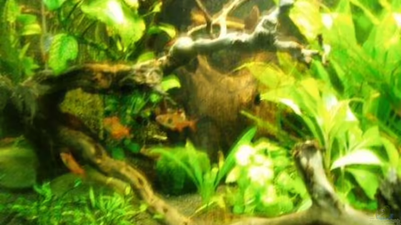 linke Seite von MADNESS1.0 (12)