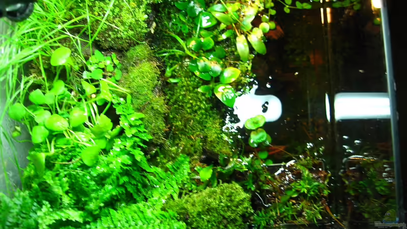 Linke Seite von Manni 13 (12)