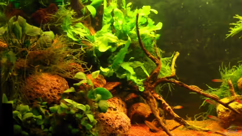 Linke Seite von Manni 13 (3)