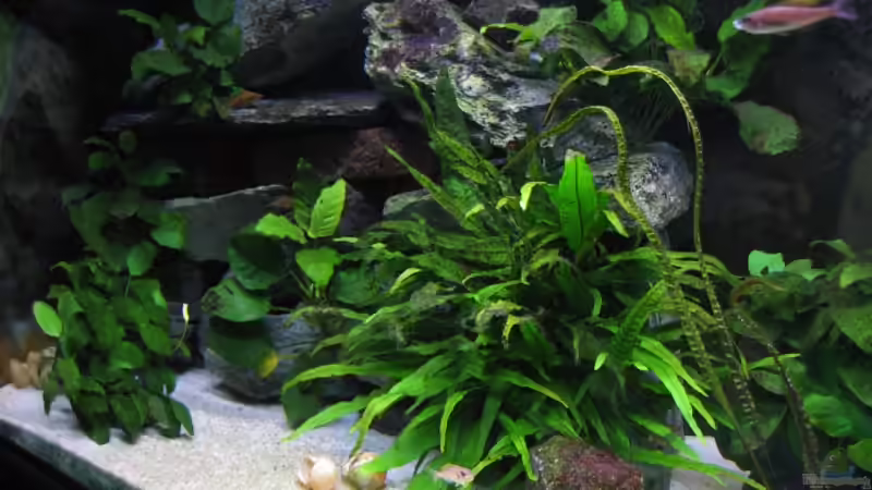 linke Seite von Marco Hunziker (2)