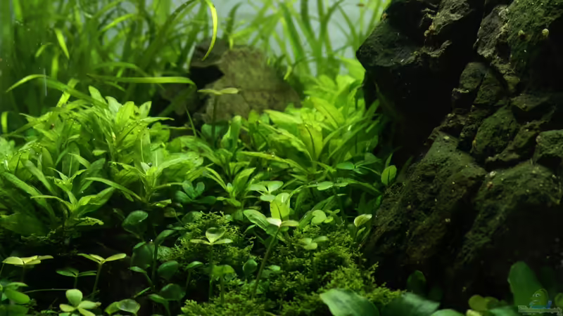 Linke Seite von Micha... (3)