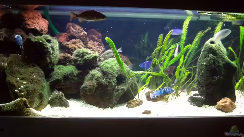 Linke Seite von Michael H. (2)