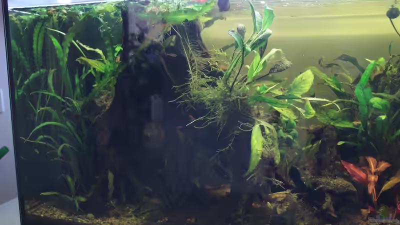 linke Seite von mojita (4)