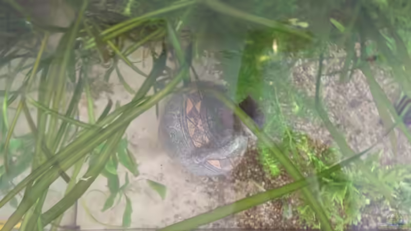 linke Seite von oben von Maggie Blue (5)