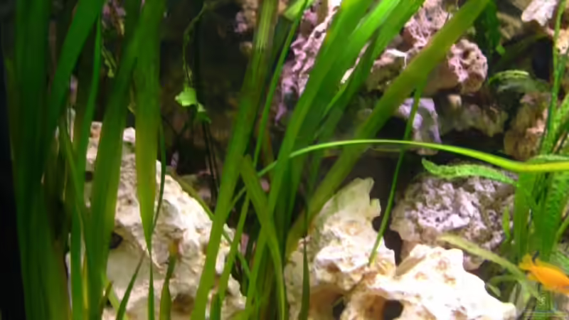 Linke Seite von Oliver Rädel (13)