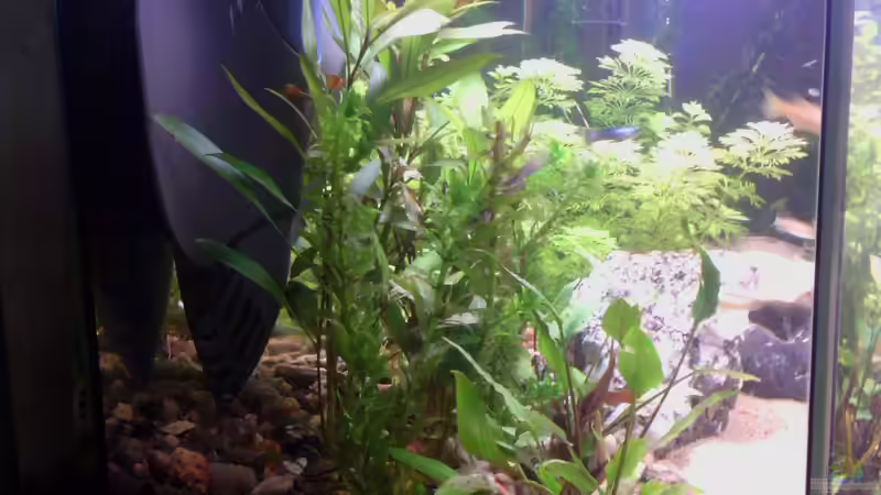 linke seite von Papa Rainer (3)