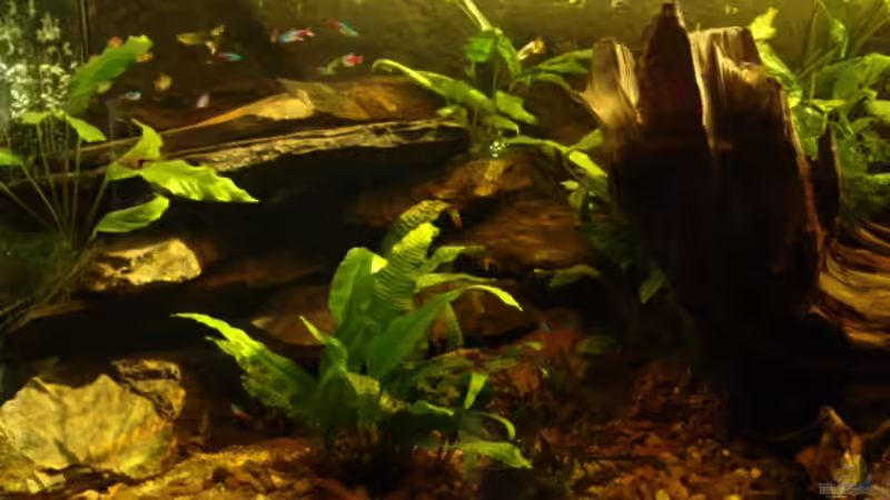 linke Seite von Peer Wojtkowiak (11)