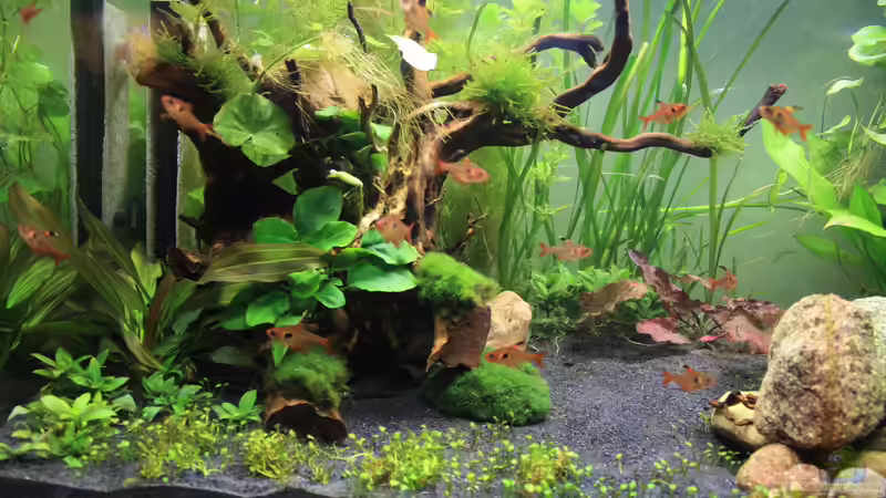 linke Seite von Pfennigkraut (3)