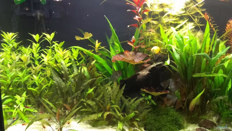 linke Seite von Pflanzenfreund (6)