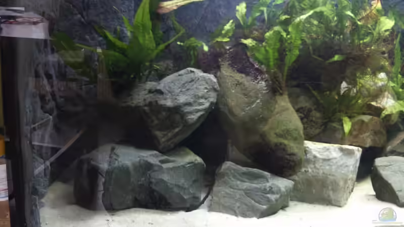 Linke Seite von Pierre (11)