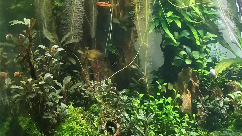 Linke Seite von piet (12)