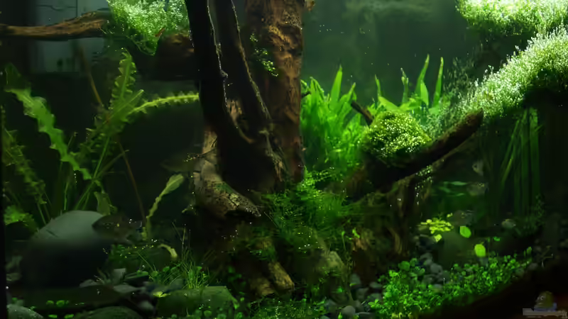 linke Seite von Pseudomugil (4)