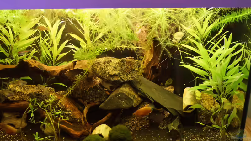 linke Seite von Rootsman (3)