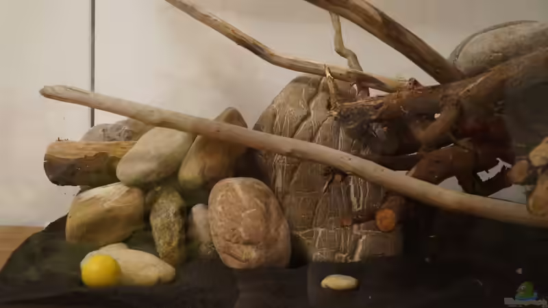 linke Seite von Rootsman (5)