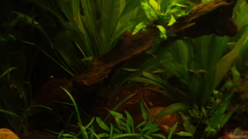 Linke Seite von RX (2)