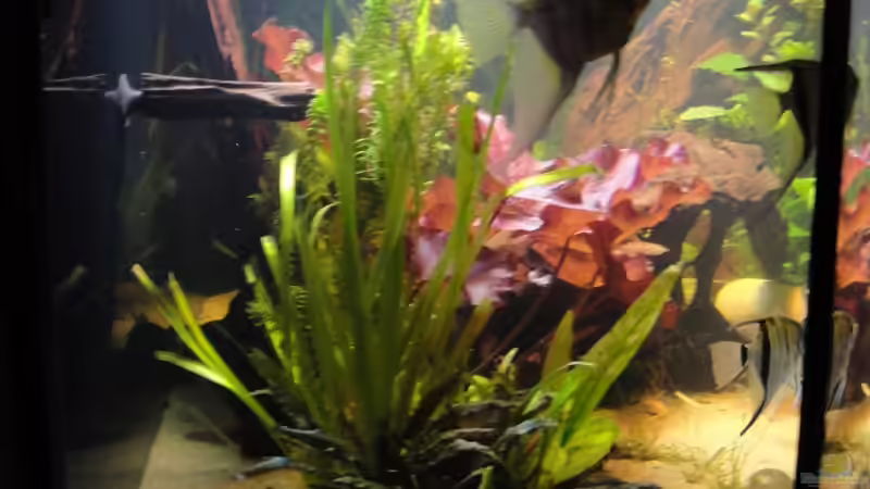 linke Seite von Sabrina Plankensteiner (4)