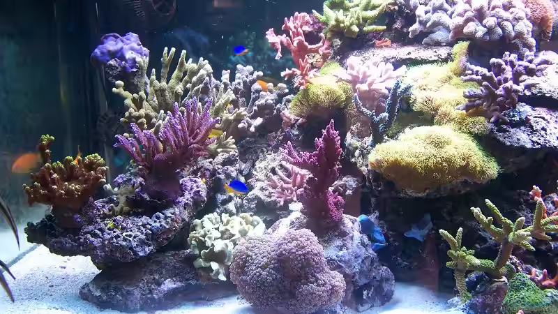 linke Seite von Salvatore Fuso (2)