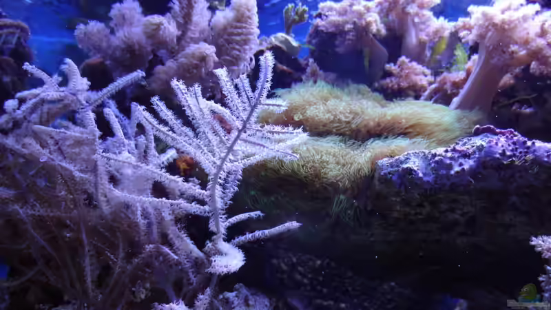 linke Seite von Seewasserpanscher (14)