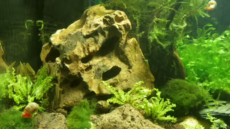 linke Seite von SouthAmerica (13)