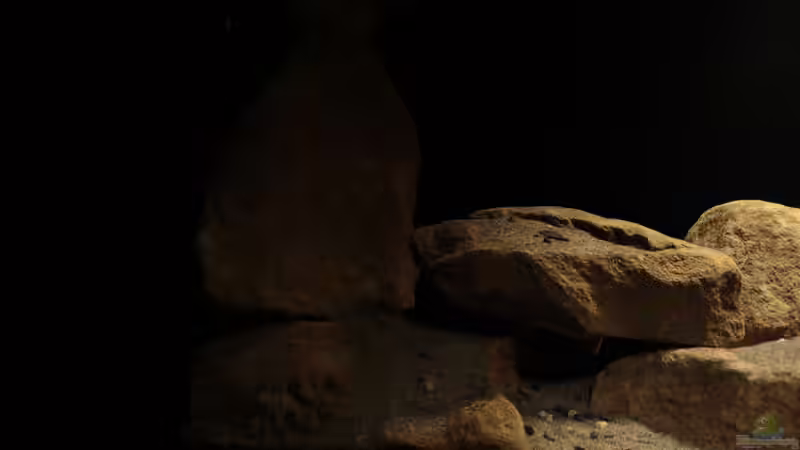 linke Seite von StevenS (10)