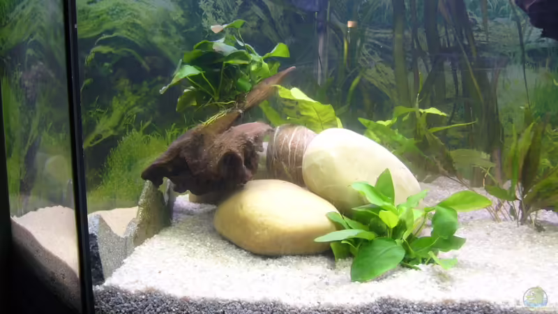 linke Seite von Sunnyboy_72 (8)