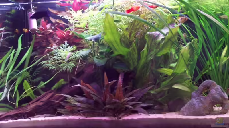 Linke Seite von Sven Pohlner (6)