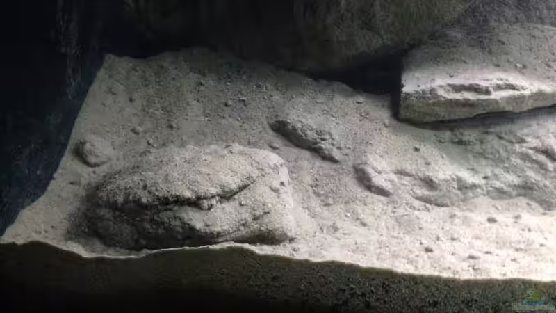 linke Seite von Swenni (7)