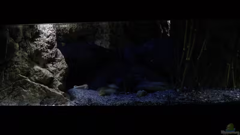 linke Seite von The Pictus catfish (4)