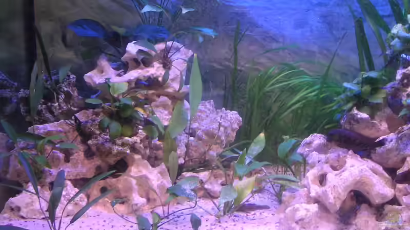 Linke Seite von Thomas Schlechter (2)