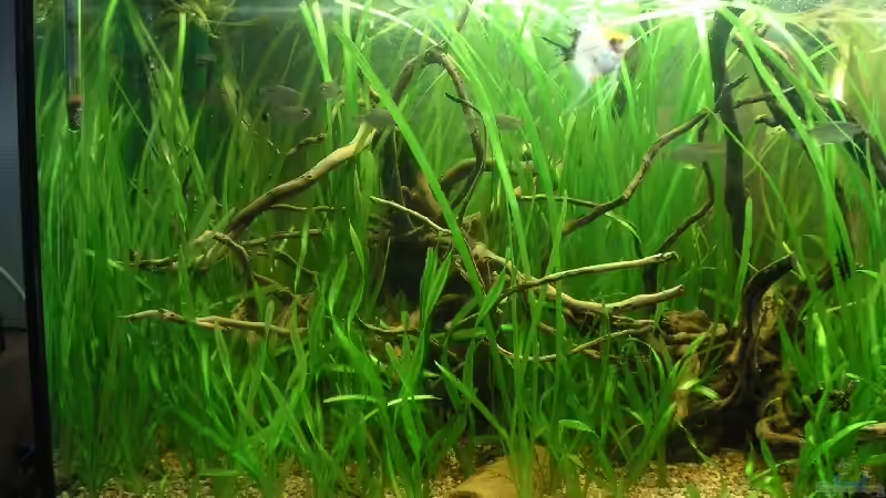 Linke Seite von Thomas Schlechter (4)