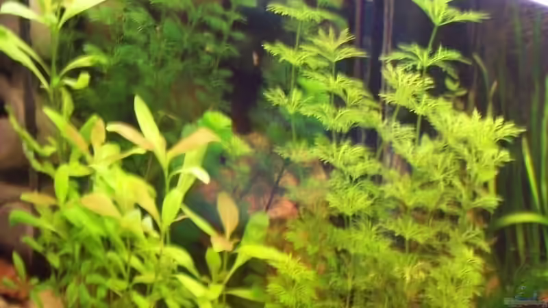 linke seite von Timo Göhl (2)