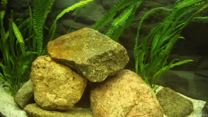 linke Seite von various77 (2)