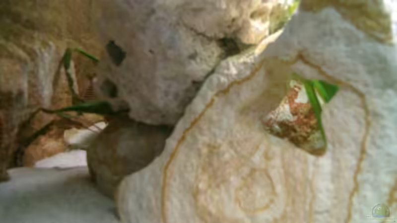 linke Seite von vizekoenich (4)