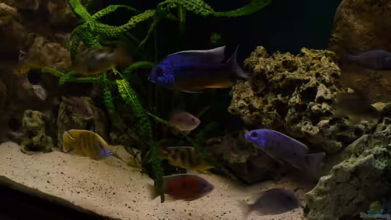 Linke Seite von Volker Alms (2)