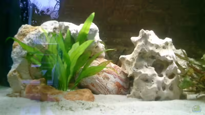 linke Seite von vorne von vizekoenich (2)