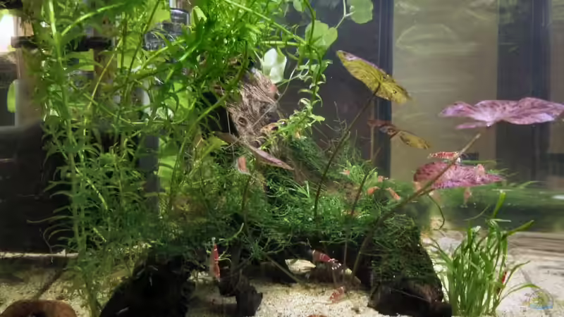 Linke Seite von WSS (3)