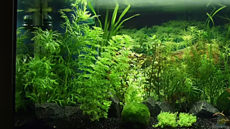 Linke seite von Zwiebel (3)