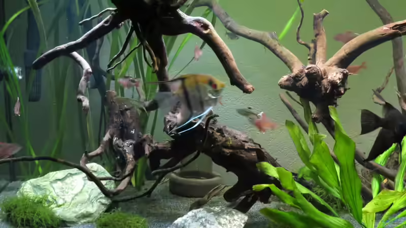 Linke Seite Vorne 06.08.2016 von Skalarjoe (2)