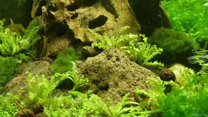 linke Seite vorne von SouthAmerica (16)