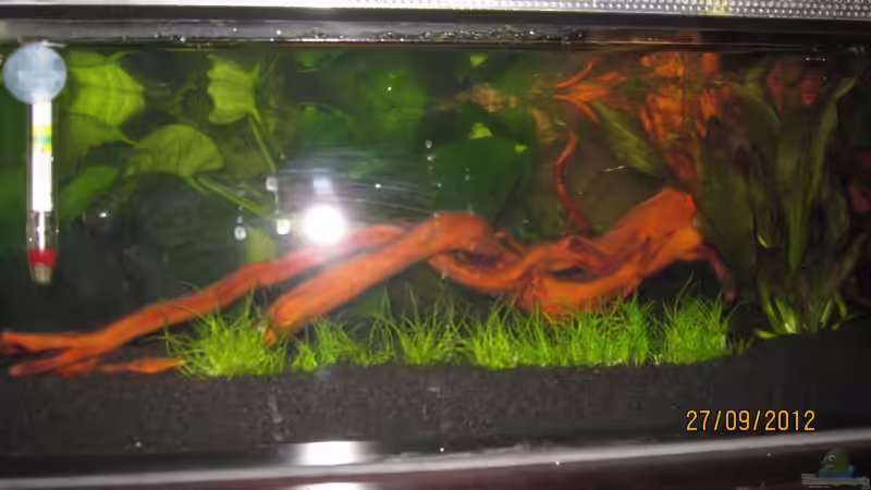 linke Seite Wasserteil von Wasserfloh*1 (2)