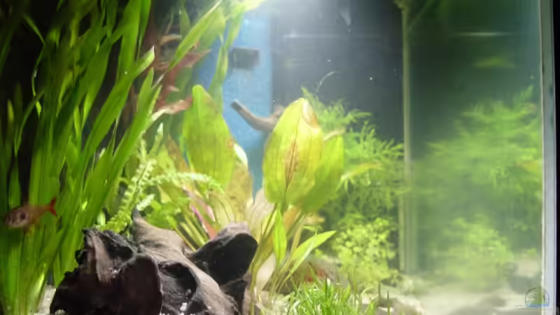 linke Seitenanicht (2) von Bruce (3)