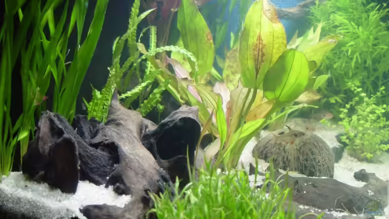 linke Seitenanicht von Bruce (4)