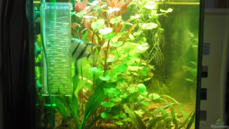 Linke Seitenscheibe von Mario_83 (6)