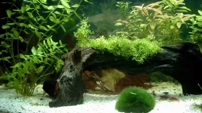 Linke Teil des Aquariums von Diana Wolff (3)