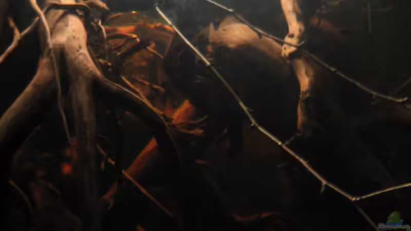 linke vordere Seite 24.11.11 von Alex S (10)