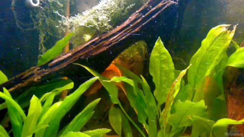 Linke Wurzel von Amazonasbecken.eu (18)