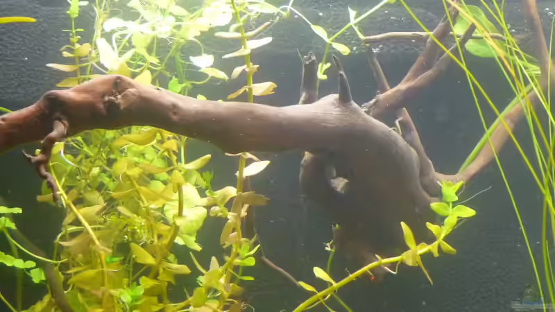 linke Wurzel von Stefan E. (14)