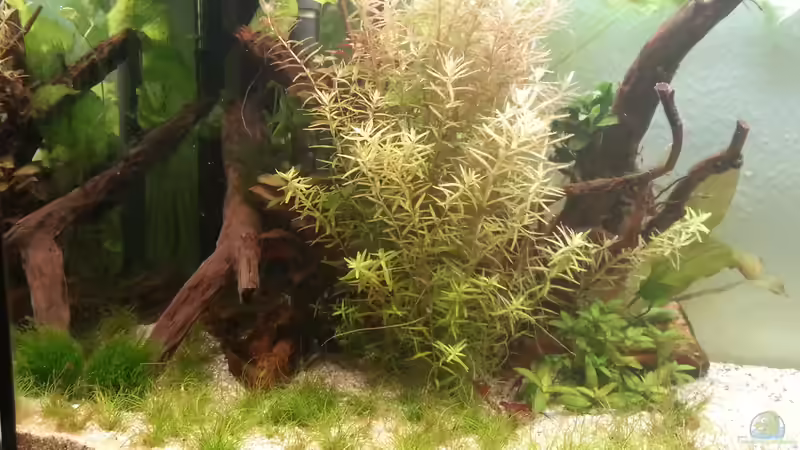 Linker Abschnitt 15.05.2015 von Jonas (Trancemania) (10)